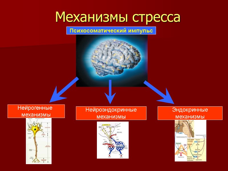 Механизмы стресса Психосоматический импульс Нейрогенные  механизмы Нейроэндокринные механизмы Эндокринные механизмы